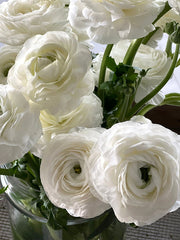 Elegance Bianco Ranunculus Corms Bulbs Persian Buttercup Growing Bonsai Roots Rhizomes Tubers Potted Planting Reblooming Fragrant Garden Species Blooms Flower Seeds Plant Gardening