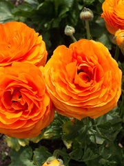 Ranunculus Clementine Corms Bulbs Growing Bonsai Roots Rhizomes Tubers Potted Planting Reblooming Fragrant Garden Species Blooms Flower Seeds Plant Gardening