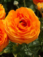 Ranunculus Clementine Corms Bulbs Growing Bonsai Roots Rhizomes Tubers Potted Planting Reblooming Fragrant Garden Species Blooms Flower Seeds Plant Gardening
