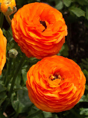 Ranunculus Clementine Corms Bulbs Growing Bonsai Roots Rhizomes Tubers Potted Planting Reblooming Fragrant Garden Species Blooms Flower Seeds Plant Gardening