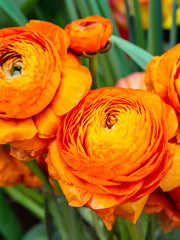 Ranunculus Clementine Corms Bulbs Growing Bonsai Roots Rhizomes Tubers Potted Planting Reblooming Fragrant Garden Species Blooms Flower Seeds Plant Gardening