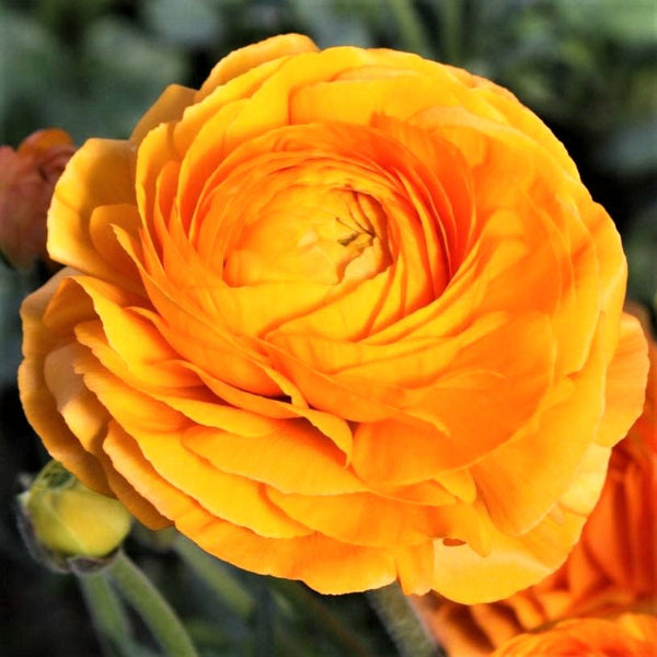 Clementine Ranunculus Corms Bulbs Persian Buttercup Growing Bonsai Roots Rhizomes Tubers Potted Planting Reblooming Fragrant Garden Species Blooms Flower Seeds Plant Gardening