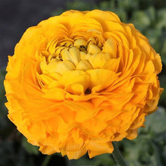 Giallo Ranunculus Bulbs Corms Growing Bonsai Roots Rhizomes Tubers Potted Planting Reblooming Fragrant Garden Species Blooms Flower Seeds Plant Gardening