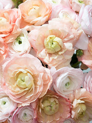 La Dolce Vita Ranunculus Flamenco Corms Bulbs Growing Bonsai Roots Rhizomes Tubers Potted Planting Reblooming Fragrant Garden Species Blooms Flower Seeds Plant Gardening - Seedsplant