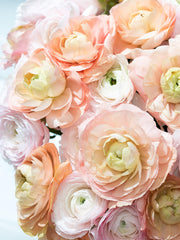 Elegance La Dolce Vita Ranunculus Corms Bulbs Persian Buttercup Growing Bonsai Roots Rhizomes Tubers Potted Planting Reblooming Fragrant Garden Species Blooms Flower Seeds Plant Gardening