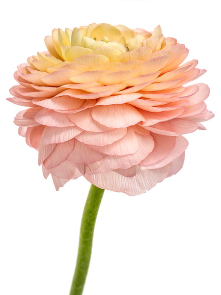 Elegance La Dolce Vita Ranunculus Corms Bulbs Persian Buttercup Growing Bonsai Roots Rhizomes Tubers Potted Planting Reblooming Fragrant Garden Species Blooms Flower Seeds Plant Gardening