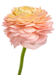 Elegance La Dolce Vita Ranunculus Corms Bulbs Persian Buttercup Growing Bonsai Roots Rhizomes Tubers Potted Planting Reblooming Fragrant Garden Species Blooms Flower Seeds Plant Gardening