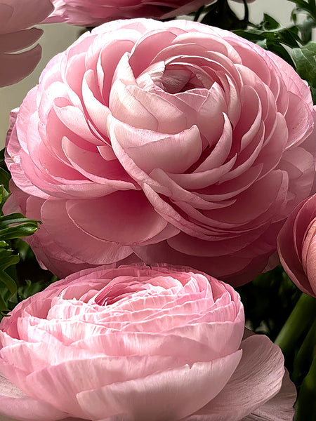 Elegance Rosa Chiaro Ranunculus  Corms Bulbs Growing Bonsai Roots Rhizomes Tubers Potted Planting Reblooming Fragrant Garden Species Blooms Flower Seeds Plant Gardening