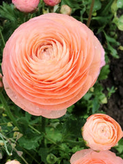 Elegance Salmone Ranunculus  Corms Bulbs Growing Bonsai Roots Rhizomes Tubers Potted Planting Reblooming Fragrant Garden Species Blooms Flower Seeds Plant Gardening