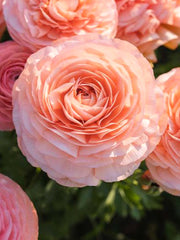 Elegance Salmone Ranunculus  Corms Bulbs Growing Bonsai Roots Rhizomes Tubers Potted Planting Reblooming Fragrant Garden Species Blooms Flower Seeds Plant Gardening