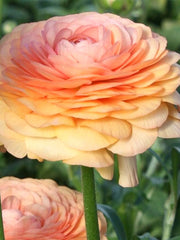 Elegance Salmone Ranunculus  Corms Bulbs Growing Bonsai Roots Rhizomes Tubers Potted Planting Reblooming Fragrant Garden Species Blooms Flower Seeds Plant Gardening