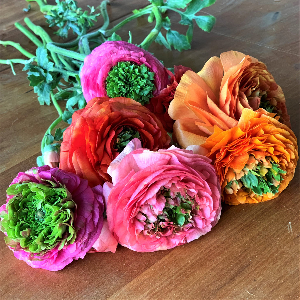 ranunculus flower seed Festival Mix Ranunculus Bulbs Corms Growing Bonsai Roots Rhizomes Tubers Potted Planting Reblooming Fragrant Garden Species Blooms Flower Seeds Plant Gardening