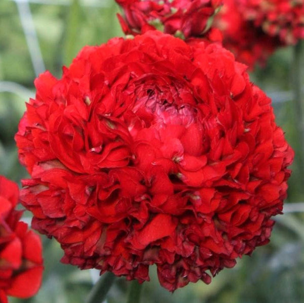 Red Ranunculus  Corms Bulbs Growing Bonsai Roots Rhizomes Tubers Potted Planting Reblooming Fragrant Garden Species Blooms Flower Seeds Plant Gardening