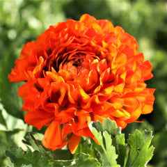 Rich Ranunculus Corms Bulbs Persian Buttercup Growing Bonsai Roots Rhizomes Tubers Potted Planting Reblooming Fragrant Garden Species Blooms Flower Seeds Plant Gardening