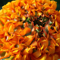 Rich Ranunculus Corms Bulbs Persian Buttercup Growing Bonsai Roots Rhizomes Tubers Potted Planting Reblooming Fragrant Garden Species Blooms Flower Seeds Plant Gardening