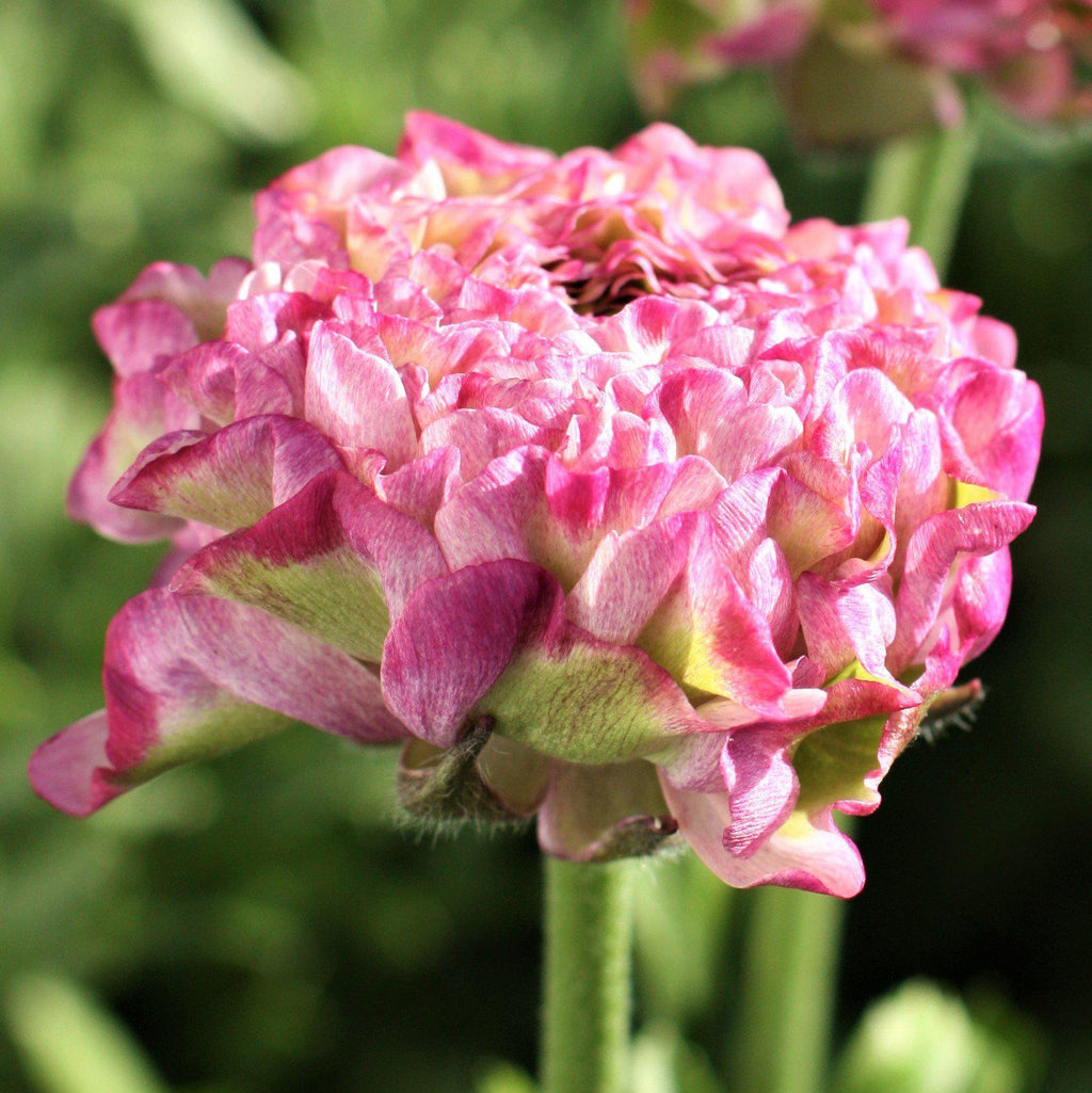 Malva Ranunculus Malva Ranunculus Corms Bulbs Persian Buttercup Growing Bonsai Roots ...