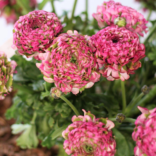 Milva Ranunculus Malva Ranunculus Corms Bulbs Persian Buttercup Growing Bonsai Roots ...