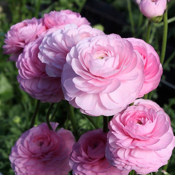 Ranunculus Rose Chiaro Corms Bulbs Growing Bonsai Roots Rhizomes Tubers Potted Planting Reblooming Fragrant Garden Species Blooms Flower Seeds Plant Gardening