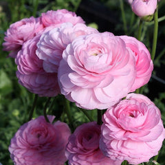 Ranunculus Rose Chiaro Corms Bulbs Growing Bonsai Roots Rhizomes Tubers Potted Planting Reblooming Fragrant Garden Species Blooms Flower Seeds Plant Gardening - Seedsplant