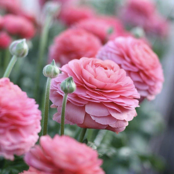 Ranunculus Bulbs Success Fragolino Corms Growing Bonsai Roots Rhizomes Tubers Potted Planting Reblooming Fragrant Garden Species Blooms Flower Seeds Plant Gardening
