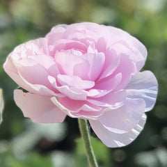 Violet Ranunculus Corms Bulbs Persian Buttercup Growing Bonsai Roots Rhizomes Tubers Potted Planting Reblooming Fragrant Garden Species Blooms Flower Seeds Plant Gardening