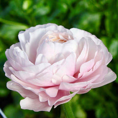Violet Ranunculus Corms Bulbs Persian Buttercup Growing Bonsai Roots Rhizomes Tubers Potted Planting Reblooming Fragrant Garden Species Blooms Flower Seeds Plant Gardening