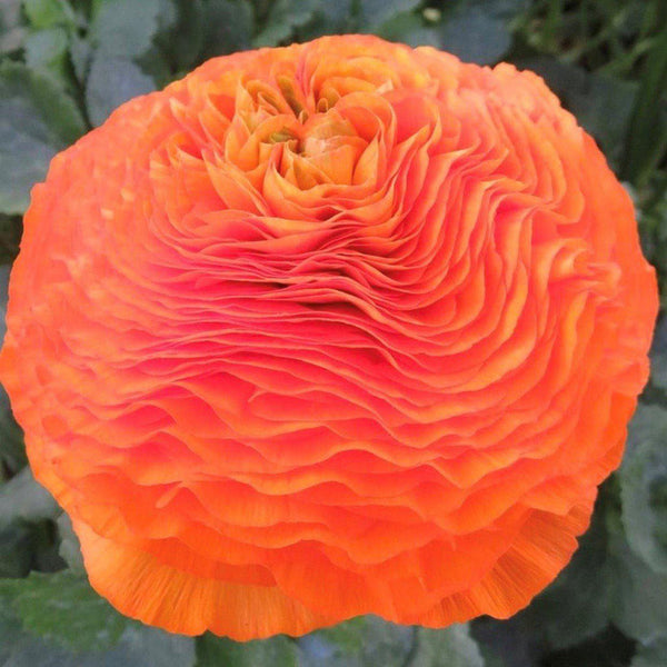 Orange Ranunculus Corms Bulbs Persian Buttercup Growing Bonsai Roots Rhizomes Tubers Potted Planting Reblooming Fragrant Garden Species Blooms Flower Seeds Plant Gardening