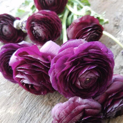 Ranunculus Dark purple Corms Bulbs Growing Bonsai Roots Rhizomes Tubers Potted Planting Reblooming Fragrant Garden Species Blooms Flower Seeds Plant Gardening - Seedsplant