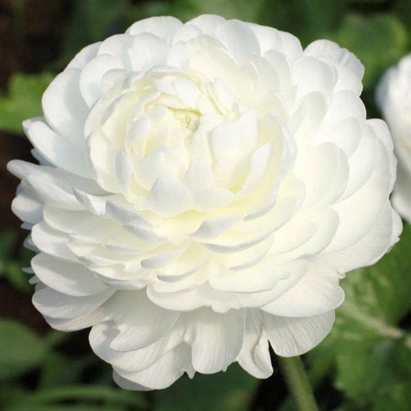 White Ranunculus Success Rio Corms Bulbs Growing Bonsai Roots Rhizomes Tubers Potted Planting Reblooming Fragrant Garden Species Blooms Flower Seeds Plant Gardening