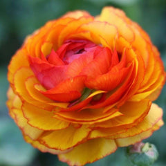 Orange Ranunculus Corms Bulbs Persian Buttercup Growing Bonsai Roots Rhizomes Tubers Potted Planting Reblooming Fragrant Garden Species Blooms Flower Seeds Plant Gardening