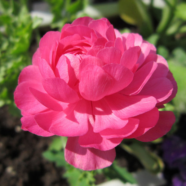 Rosa Ranunculus Corms Bulbs Persian Buttercup Growing Bonsai Roots Rhizomes Tubers Potted Planting Reblooming Fragrant Garden Species Blooms Flower Seeds Plant Gardening
