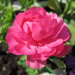Rosa Ranunculus Corms Bulbs Persian Buttercup Growing Bonsai Roots Rhizomes Tubers Potted Planting Reblooming Fragrant Garden Species Blooms Flower Seeds Plant Gardening
