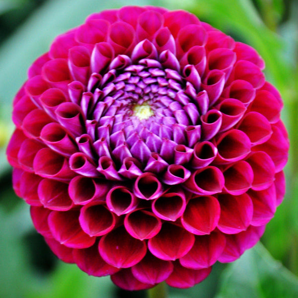 Ivanetti Dahlia Bulbs Perennial Growing Bonsai Roots Rhizomes Corms Tubers Potted Planting Reblooming Fragrant Garden Species Blooms Flower Seeds Plant Gardening