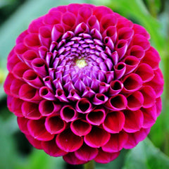 Ivanetti Dahlia Bulbs Perennial Growing Bonsai Roots Rhizomes Corms Tubers Potted Planting Reblooming Fragrant Garden Species Blooms Flower Seeds Plant Gardening