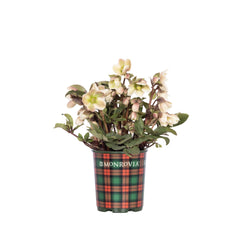 Ivory Prince Hellebore