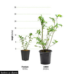 Patriot Northern Highbush Blueberry Plant
