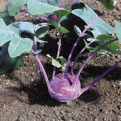 Azur Star Organic