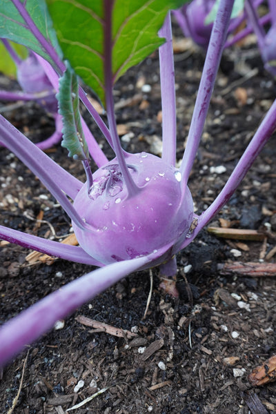 Azur Star Organic