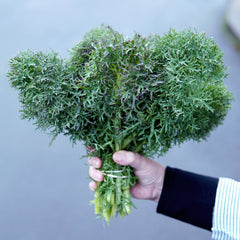 Siber Frills Kale