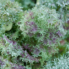 Siber Frills Kale