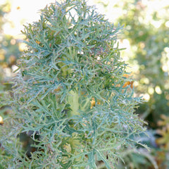 Siber Frills Kale