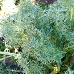 Siber Frills Kale
