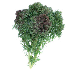 Siber Frills Kale