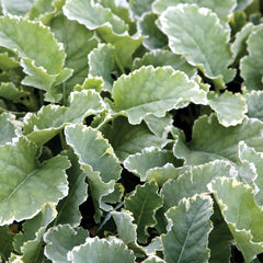 Kosmic Kale