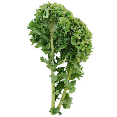 Improved Dwarf Siberian Kale