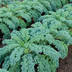 Winterbor Kale