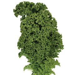 Winterbor Kale