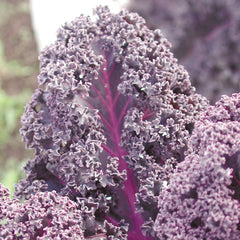 Redbor Kale