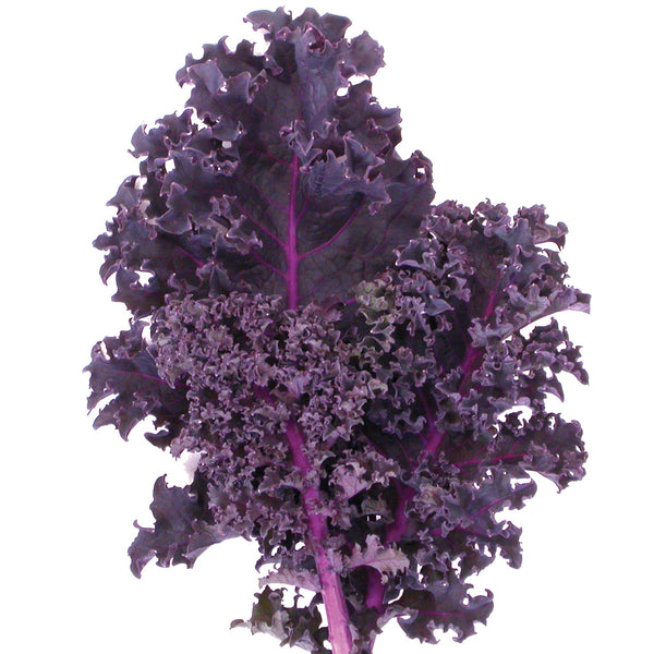 Redbor Kale