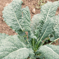 Nero Di Toscana Kale